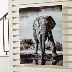  intelligence and good luck. Celebrate this majestic creature and express your personality with this wall art. The black and white print on glass makes a bold and visually striking statement.<br/><br/><b>Product F